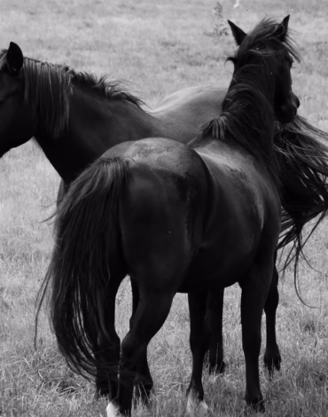 Nucleo Zoologico - Lumina Properties